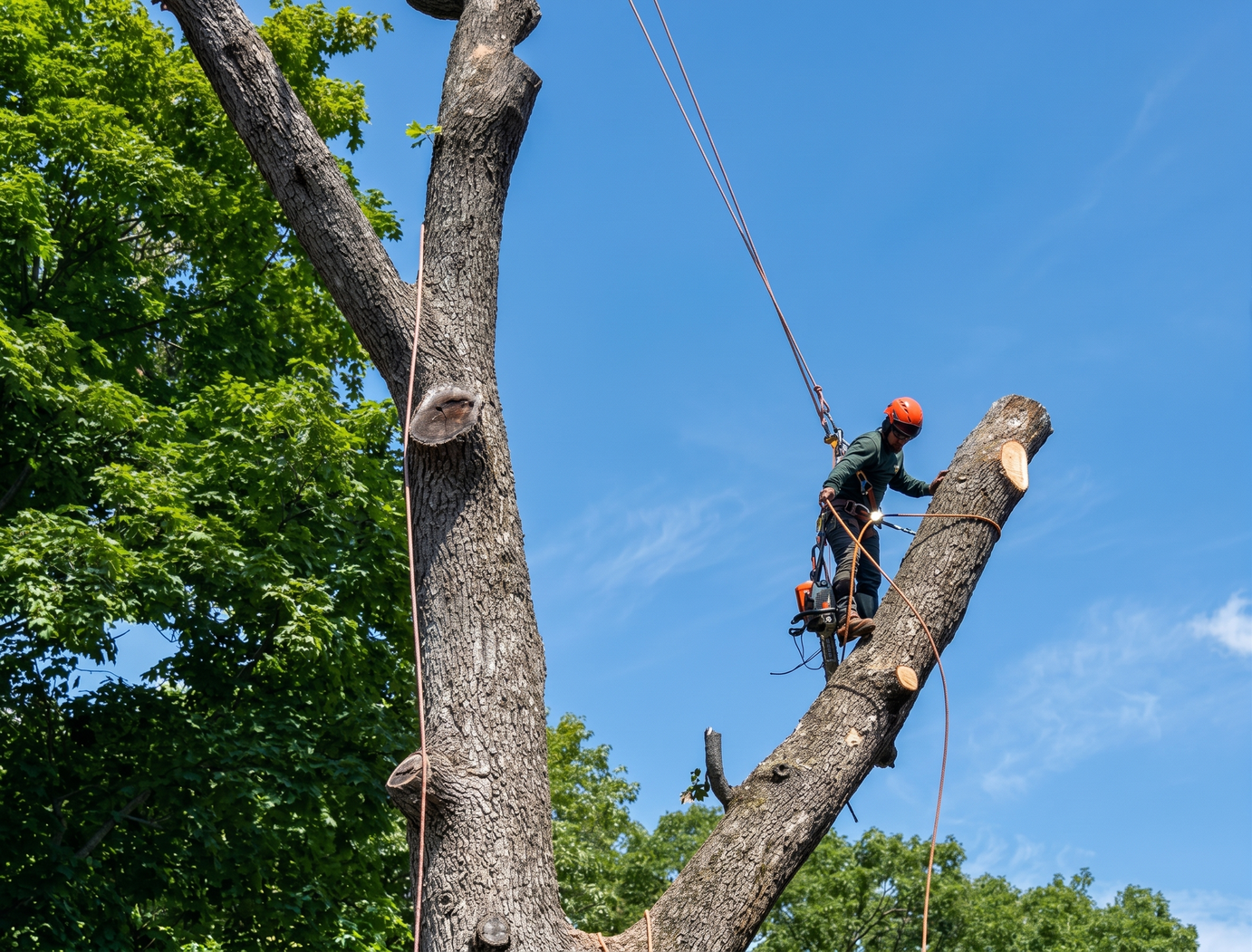 Tree pruning service in Connecticut