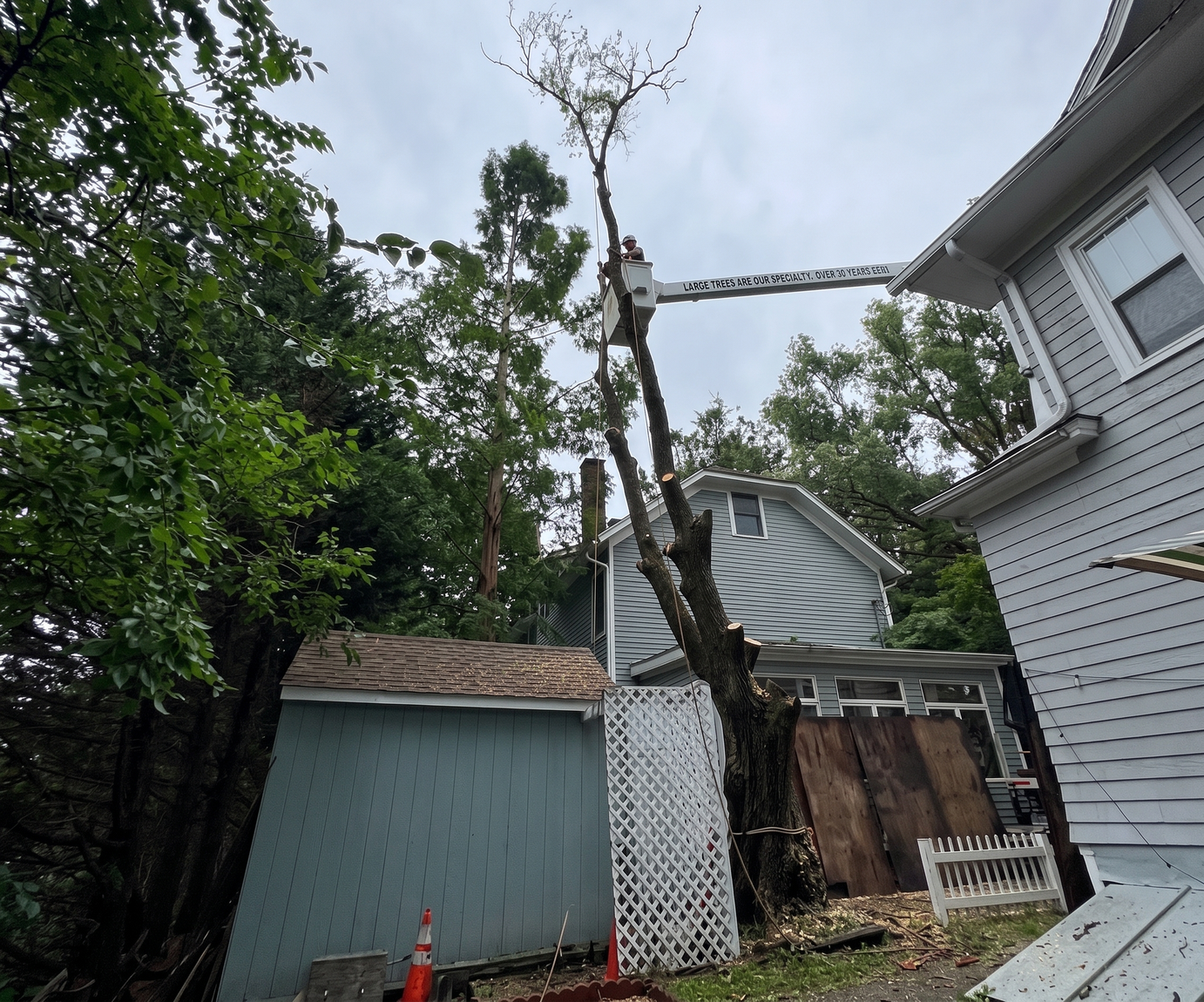 Tree removal project in Connecticut