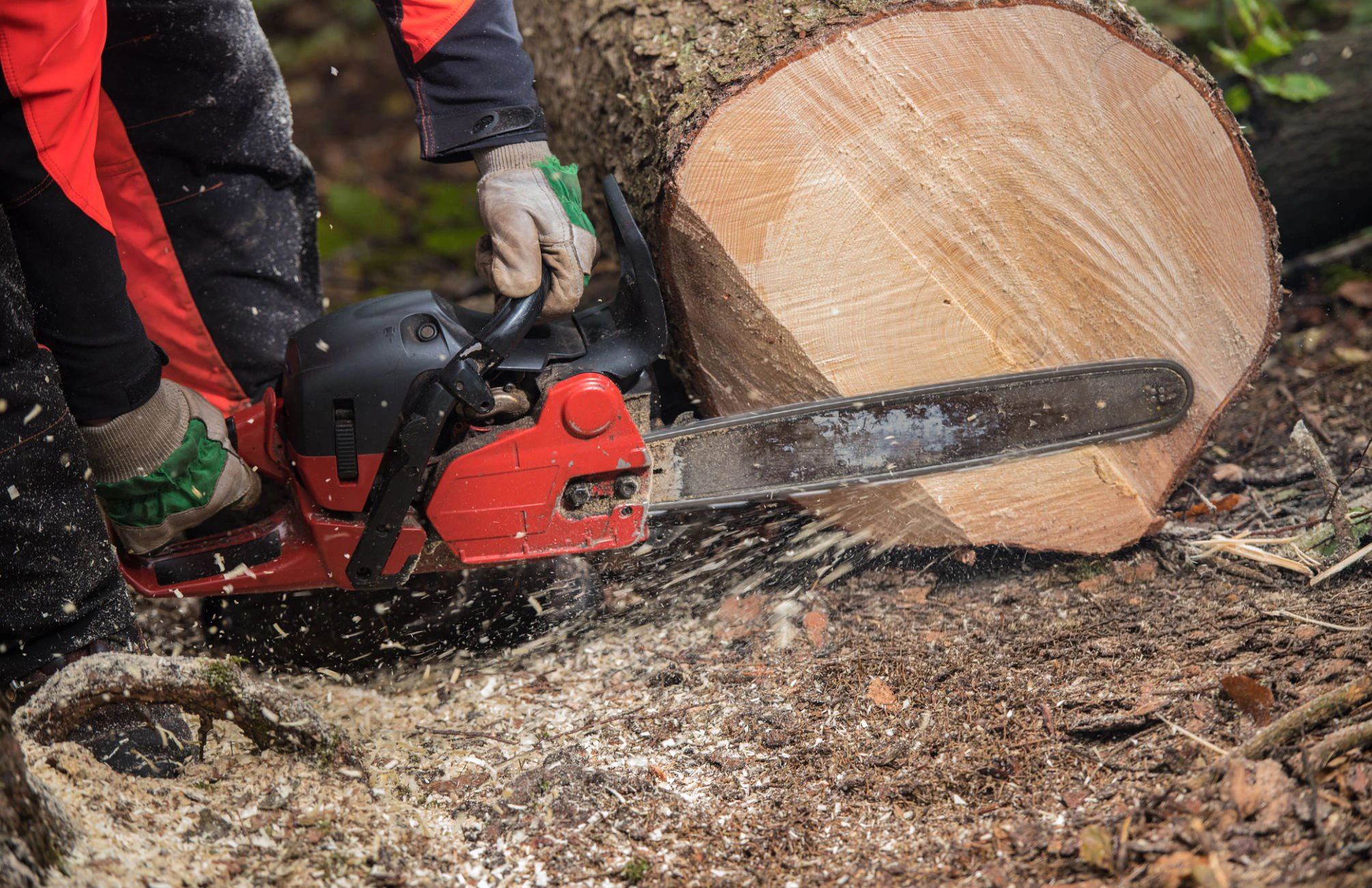 Tree service in CT for residential tree removal