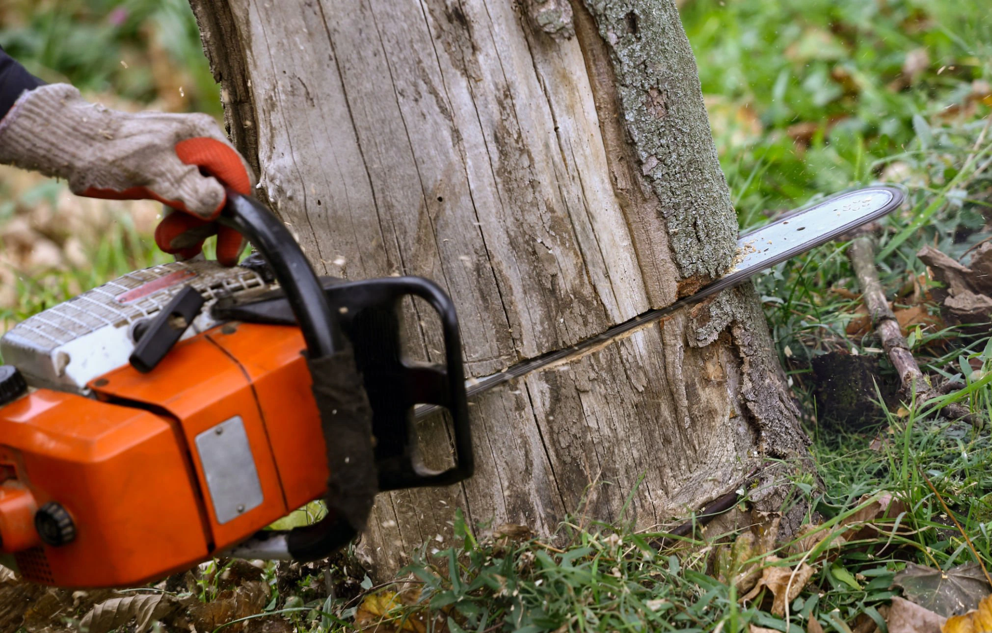 Tree service in CT for residential tree care