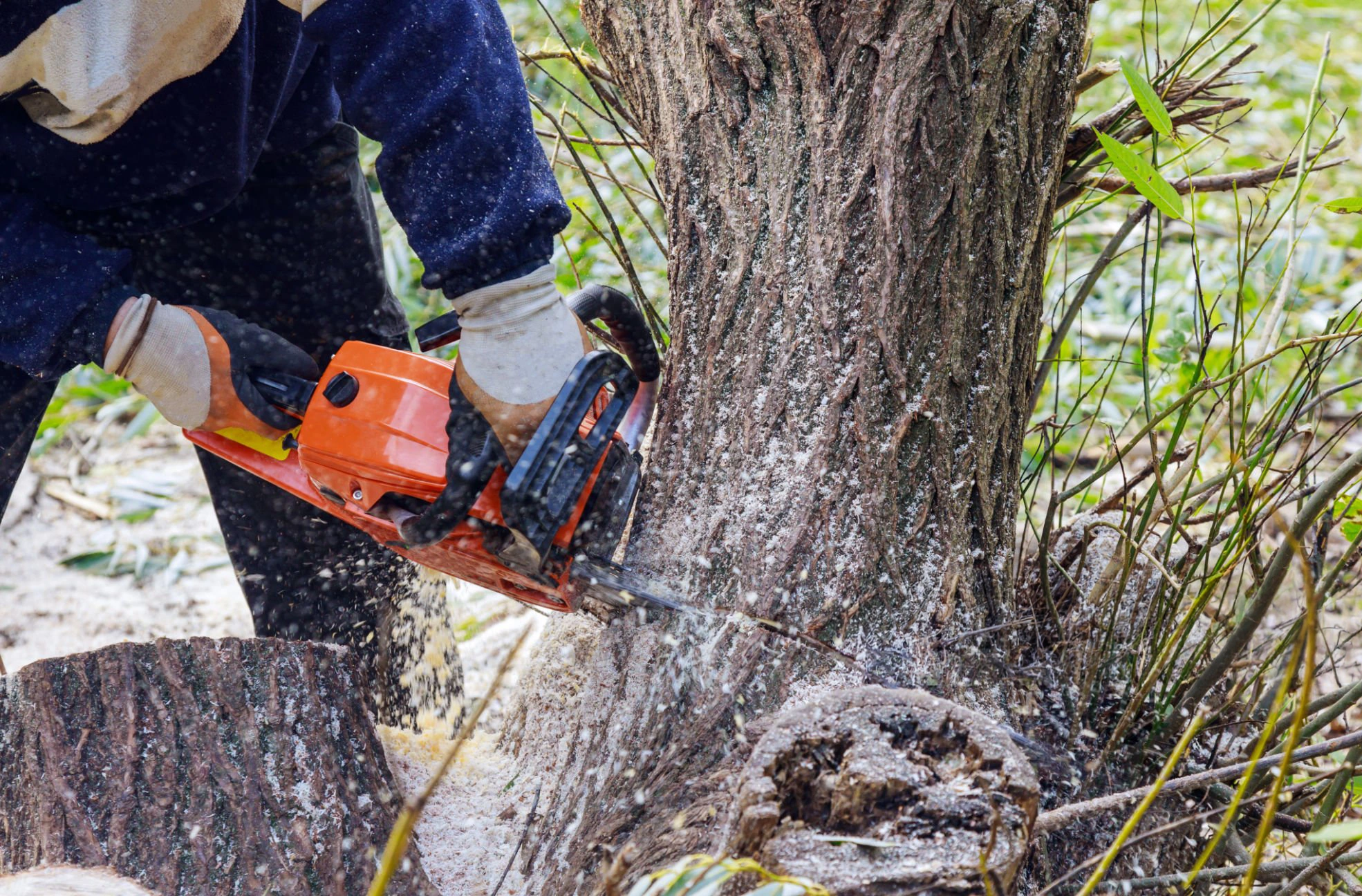 Tree service in CT crew handling residential tree removal