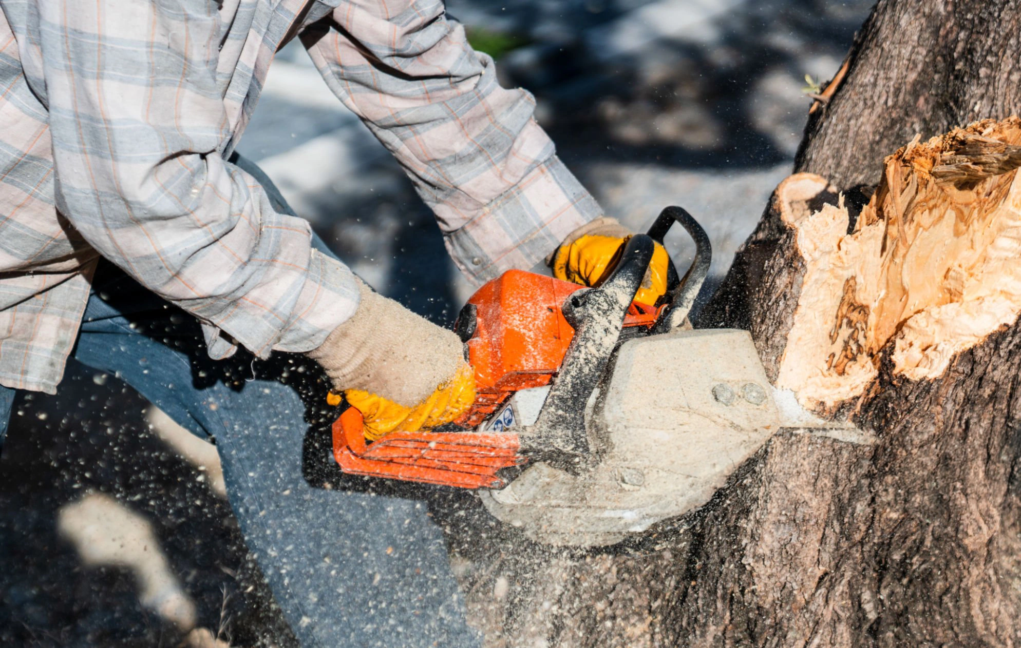 Tree service in CT for residential tree removal